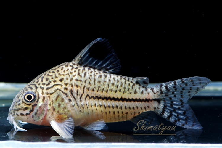 コリドラス コリドラスsp.ボニータ(ワイルド)(1匹) | チャーム