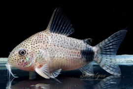 C������ǥ��ޥ��顼�ȥ��� WILD��3ɤ��