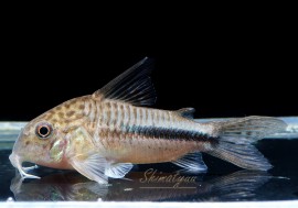 C����åڥʥ२�󥷥���WILD��2ɤ