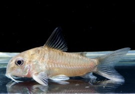 C��������������WILD��1ɤ