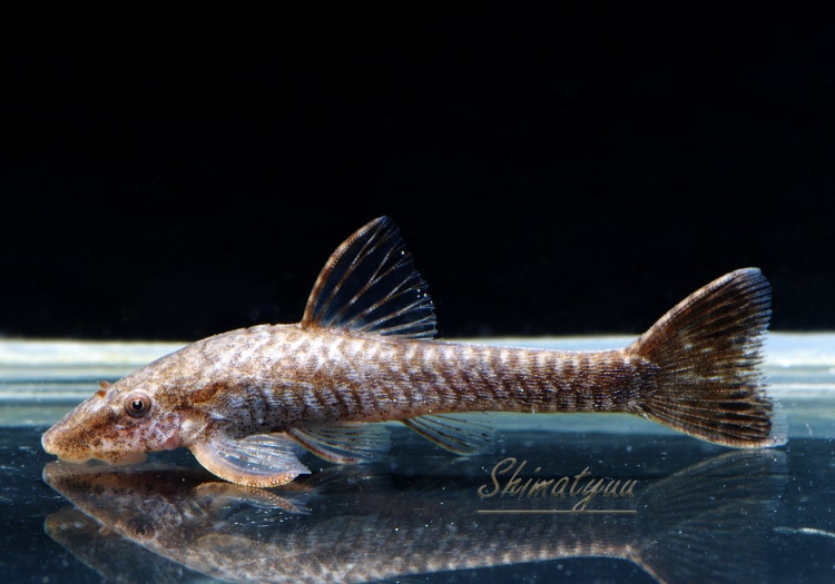 熱帯魚 オトティロプシス ディアレウコス 5匹 プレコ オトシンクルス ファロエラ 他 Aqua F東京店通販ショップ