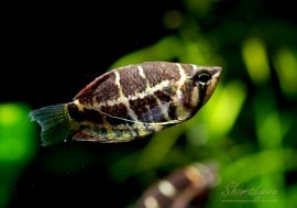 ��Ǯ�ӵ��ۡ����ե����ꥯ�ƥ��������饿�ͥ󥷥���5ɤ