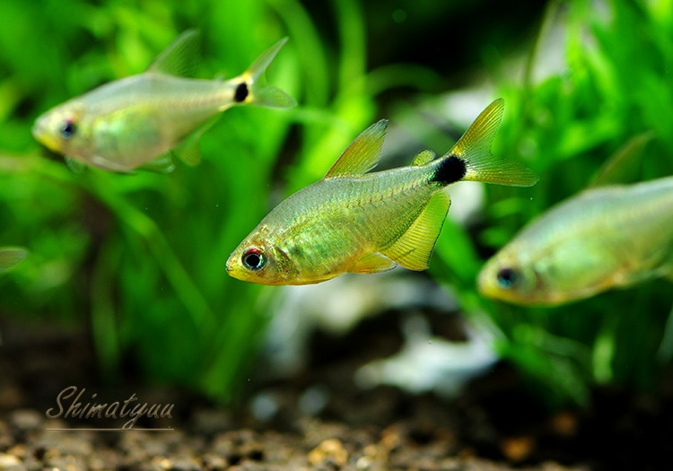 熱帯魚】 キティ テトラ 10匹 | 熱帯魚,カラシンBreed | AQUA-F東京