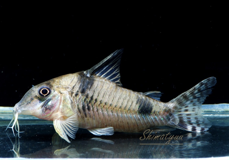 コリドラス Co ロングノーズレイノルジィ WILD 1匹 | コリドラス,ロングノーズ