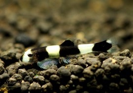 ��Ǯ�ӵ��ۡ��ѥ�����㡼����������3ɤ