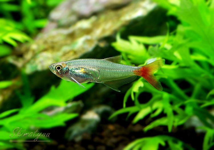 熱帯魚 グラスブラッドフィン 10匹 熱帯魚 カラシンｂｒeed Aqua F東京店通販ショップ