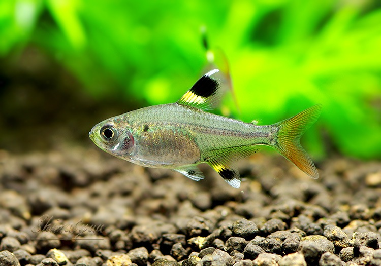 熱帯魚 プリステラ 10匹 熱帯魚 カラシンｂｒeed Aqua F東京店通販ショップ