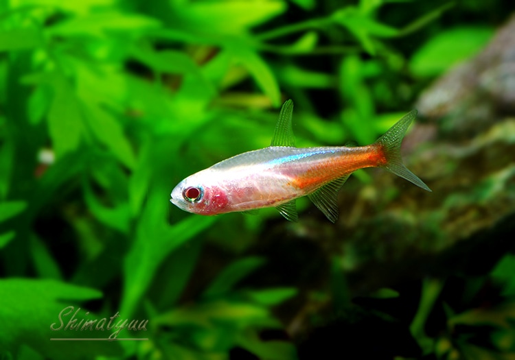 熱帯魚】 アルビノネオンテトラ 10匹 | 熱帯魚,カラシンBreed | AQUA