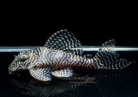 �������󥢥�٥�����3ɤ