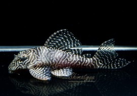 �������󥢥�٥�����1ɤ