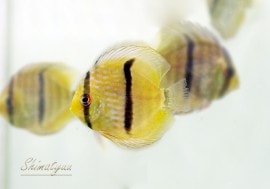 ��Ǯ�ӵ��ۡ��إå���ǥ����������ȥͥ����ɡ�WILD��3ɤ