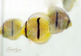 ��Ǯ�ӵ��ۡ��إå���ǥ����������ȥͥ����ɡ�WILD��1ɤ