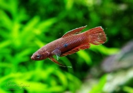 ��Ǯ�ӵ��ۡ��磻��� �٥������å����ʡ�3�У�