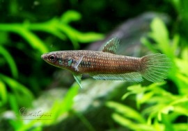 ��Ǯ�ӵ��ۡ��磻��� �٥�������ȥ���1ɤ��