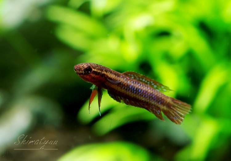 熱帯魚】 ワイルド ベタ ウリベス 5匹 | 熱帯魚,ベタ・グラミー | AQUA