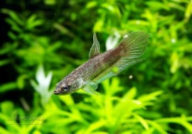 ��Ǯ�ӵ��ۡ��磻��� �٥����ǥ��ߥǥ���������5ɤ��