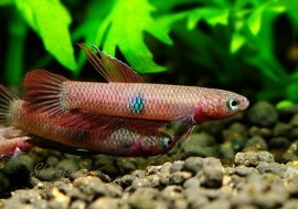 ��Ǯ�ӵ��ۡ��磻��� �٥����֥����Υ�ࡡ5ɤ��