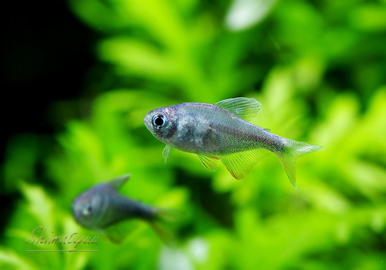 熱帯魚】 コバルトグリエミィテトラ “アラグアイア” WILD 1匹 | 熱帯魚