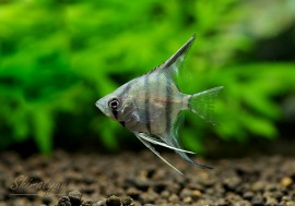 Ǯӵۡڥ롼륿ࡡ󥼥롡WILD3ɤ