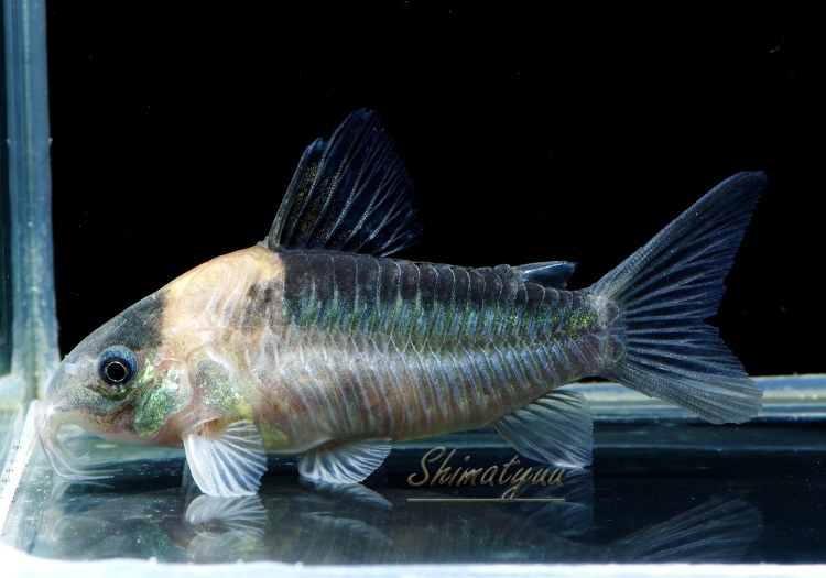 Co ナイスニー WILD 3匹 | コリドラス,ショートノーズ | AQUA-F東京店