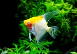 Ǯӵۡåɥ åɥȥåץ֥å󥰥󥼥롡1ɤ