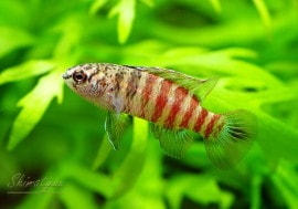 ��Ǯ�ӵ��ۡ����������Х�����1ɤ