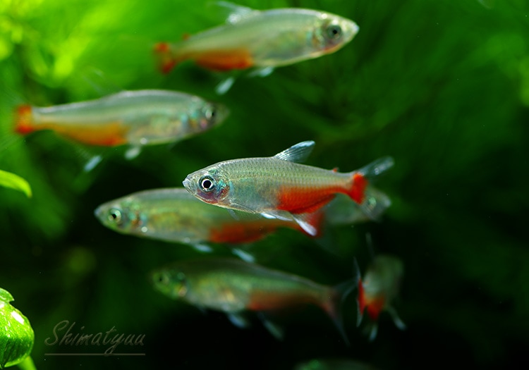 熱帯魚 グリーンファイヤー テトラ 30匹 熱帯魚 カラシンbreed Aqua F東京店通販ショップ 熱帯魚 グリーンファイヤー テトラ 30匹 熱帯魚 カラシンbreed Aqua F東京店通販ショップ