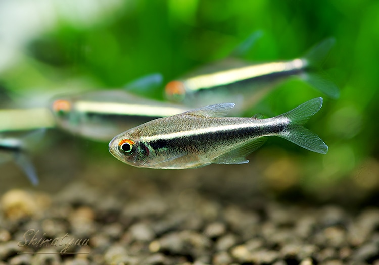 熱帯魚】 ブラックネオンテトラ 30匹 | 熱帯魚,カラシンBreed | AQUA