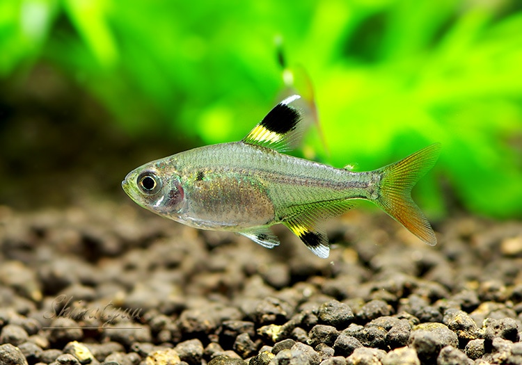 熱帯魚 プリステラ 50匹 熱帯魚 カラシンｂｒeed Aqua F東京店通販ショップ