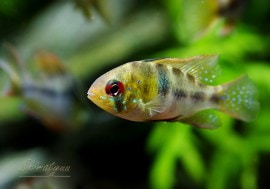 ѥԥꥪߥߥ쥸ףɣ̣ġȥӥɡ3У