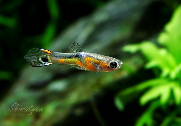 熱帯魚】 エンドラーズ campoma No25 3Pr | 熱帯魚,メダカ類,卵