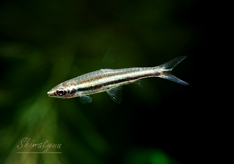 熱帯魚】 ナノストムス・マリリナエ “ネグロ” WILD 3匹 | 熱帯魚