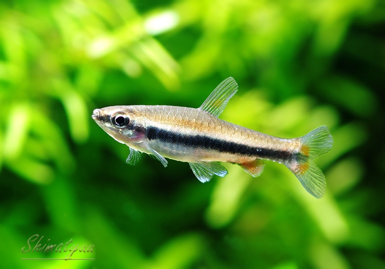 熱帯魚】 ナノストムス ベックホルディ 5匹 | 熱帯魚,カラシンBreed