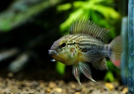 Apåȥꥪ르ɡWILD1У