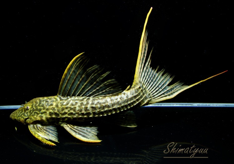 一点物 ドラゴンキングスカーレット 本ツクルイ 18 No 04 すべての商品 Aqua F東京店通販ショップ