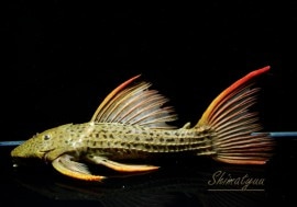 ʪɥ饴󥹥åȡ ܥĥ륤ɡ2018.No.10