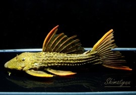 ʪɥ饴󥹥åȡ ܥĥ륤ɡ2018.No.11