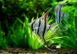 Ǯӵۡڥ롼륿ࡡ󥼥롡()WILD3ɤ