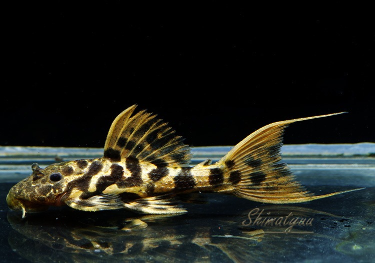 スーパーレッドタイタニックトリム☆5.5センチ±（フィラメント含まず）☆No，9☆北海道、九州、沖縄のみ発送不可☆ 一点物 スーパーレッドタイタニックトリム 特大サイズ No.03 | すべて