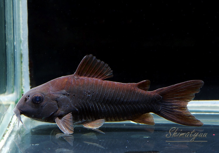 Co ベネズエラブラック “Breed” 3匹 | すべての商品 | AQUA-F