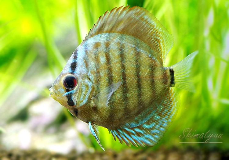 熱帯魚ディスカス5
