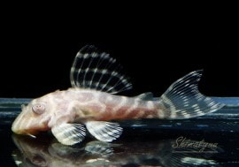 ����ʪ��L333������ӥΡ�������ǥ󥭥󥰥�����롡No.01