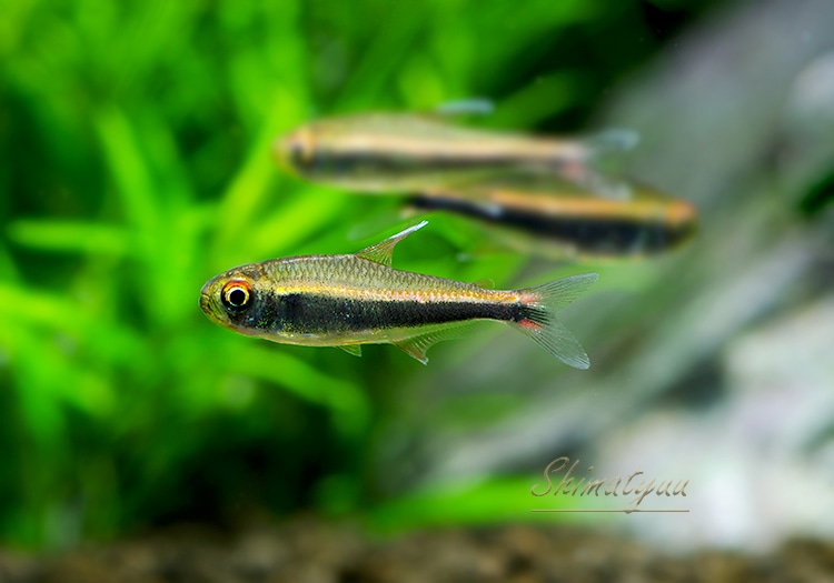 熱帯魚】 ハイフェソブリコン ぺルビアヌス WILD “River napo ” 3匹