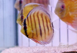 ǮӵۡWILD ǥ ܡRio Jari ɡ3ɤ