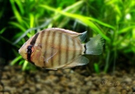 ��Ǯ�ӵ��ۡ�WILD ���꡼�� �ǥ������� ����Rio Nanai�ɡ��٥ӡ���1ɤ