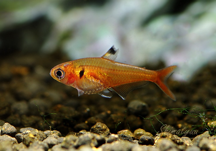熱帯魚】 クリスタルレッドテトラ WILD 3匹 | 熱帯魚,カラシンWild