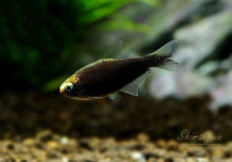 熱帯魚 ブラック エンペラーテトラ 5匹 熱帯魚 カラシンbreed Aqua F東京店通販ショップ 熱帯魚 ブラック エンペラーテトラ 5匹 熱帯魚 カラシンbreed Aqua F東京店通販ショップ