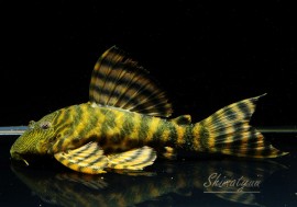 ʪ󥫡ӥ󥹥ץ쥳ȥ󥫡ɡ()No.01