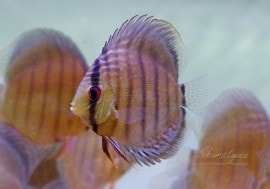 ��Ǯ�ӵ��ۡ�WILD ���꡼�� �ǥ������� ���ܡ���Rio Japura �ɡ�1ɤ