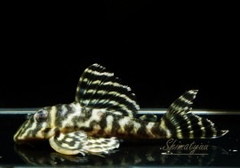 ����ʪ�����ϥ��쥯�ȡ����åȥ�����������rio Ventuari�ɡ�No.02